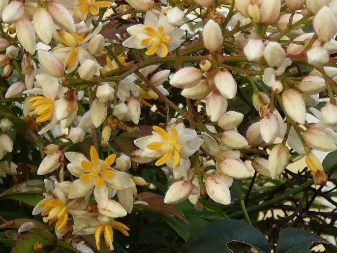 Nandina domestica