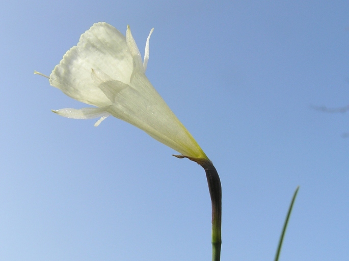 Narcissus cantabricus