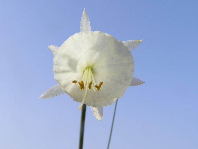 Narcissus cantabricus