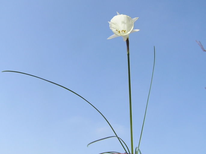 Narcissus cantabricus