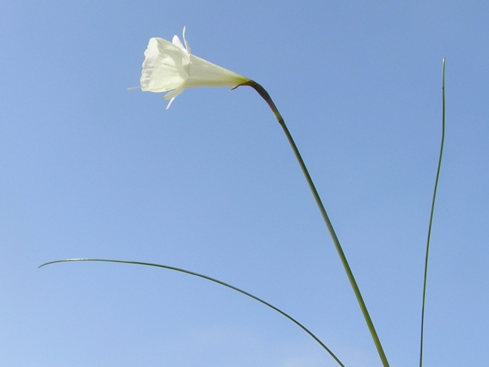 Narcissus cantabricus