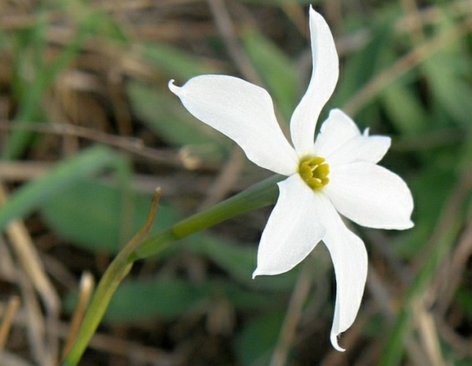 NARCISSUS OBSOLETUS (Haw.) Spach – narcis