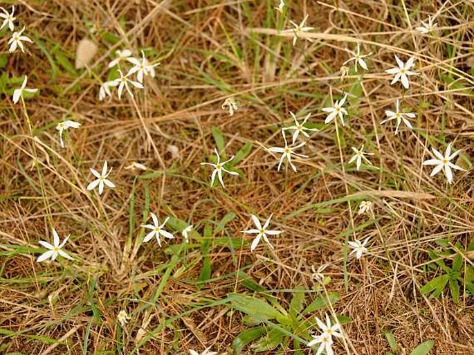 Narcissus obsoletus