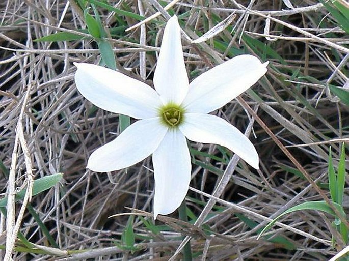 Narcissus obsoletus