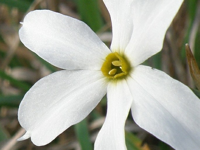 Narcissus obsoletus