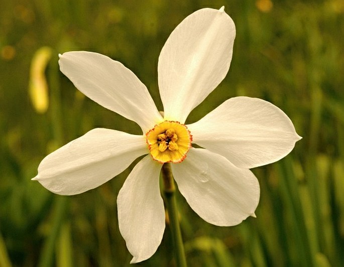 NARCISSUS POËTICUS subsp. RADIIFLORUS (Salisb.) Baker – narcis