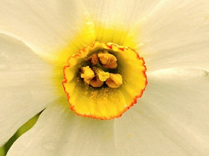 Narcissus poëticus subsp. radiiflorus