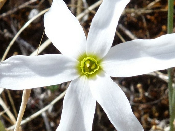 Narcissus serotinus