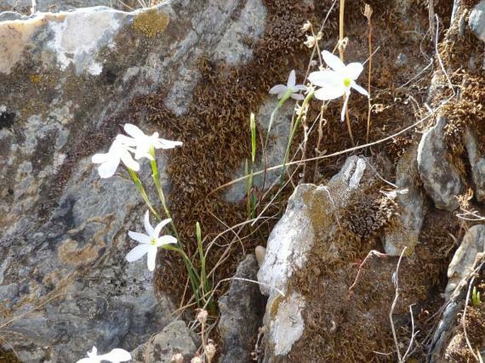 Narcissus serotinus