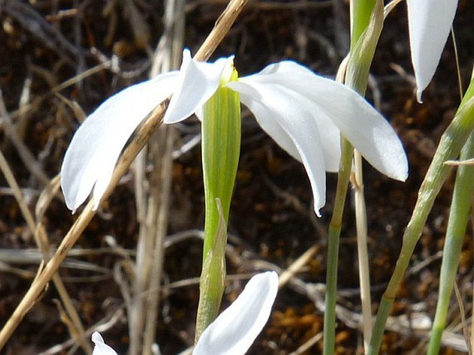 Narcissus serotinus