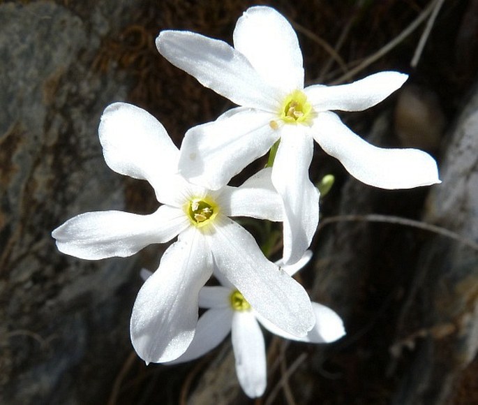 NARCISSUS SEROTINUS L. – narcis