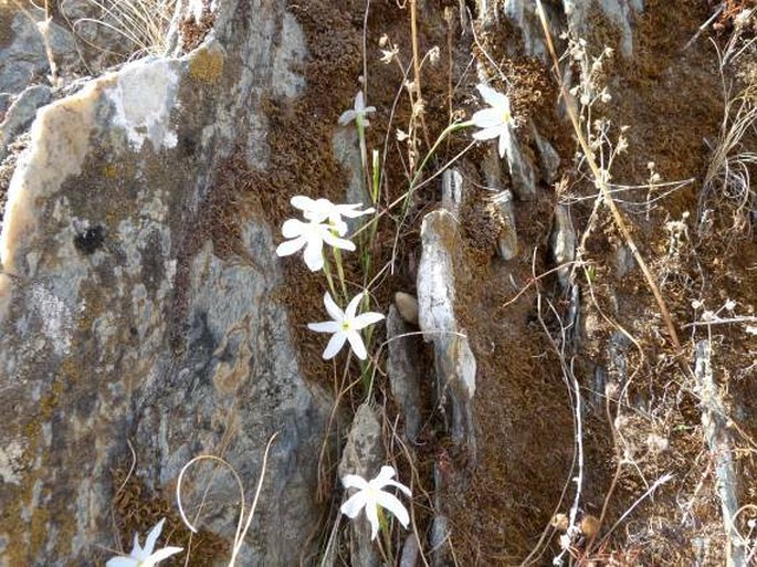 Narcissus serotinus