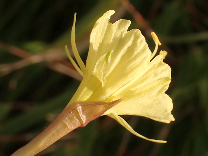 Narcissus romieuxii