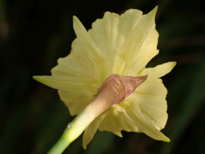 Narcissus romieuxii