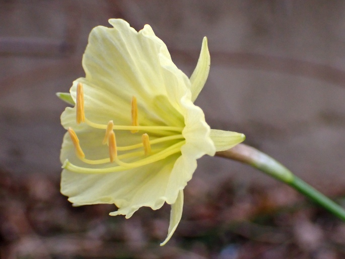 Narcissus romieuxii