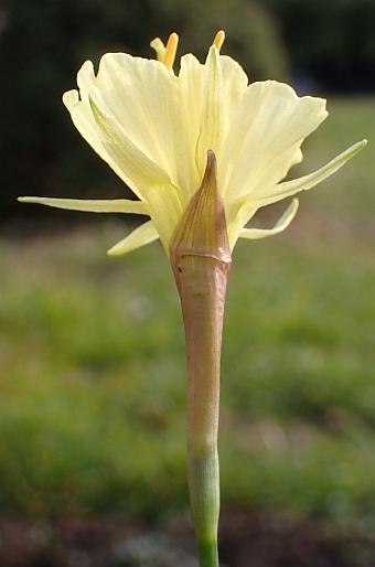 Narcissus romieuxii