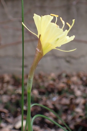 Narcissus romieuxii