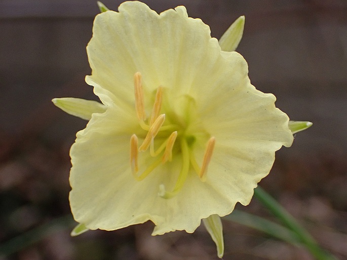 Narcissus romieuxii