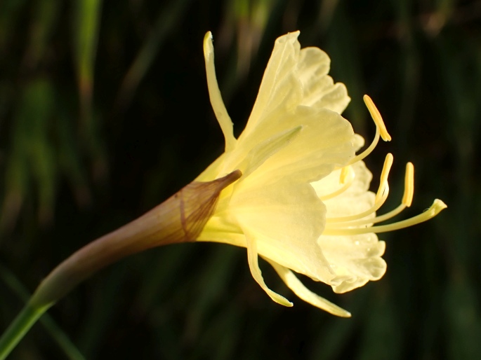 Narcissus romieuxii