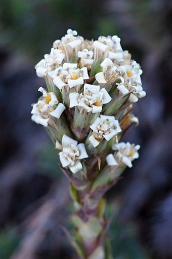 Nassauvia pyramidalis