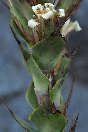 Nassauvia pyramidalis