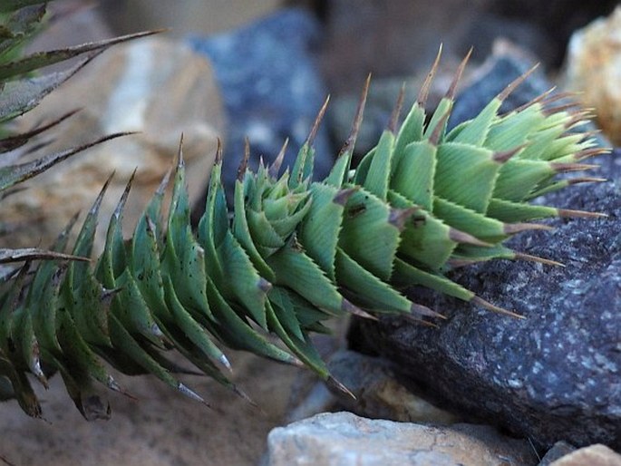 Nassauvia pyramidalis