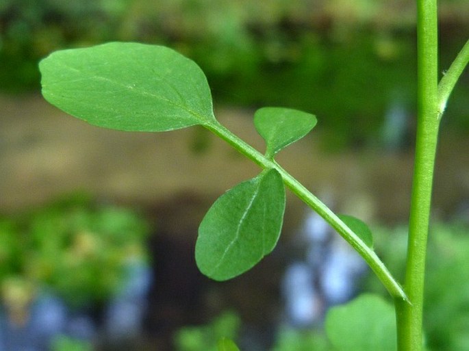 Nasturtium × sterile