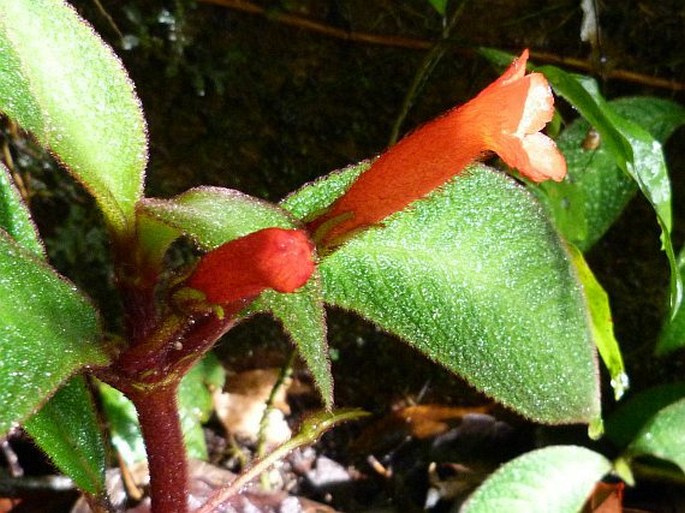 Nautilocalyx porphyrotrichus