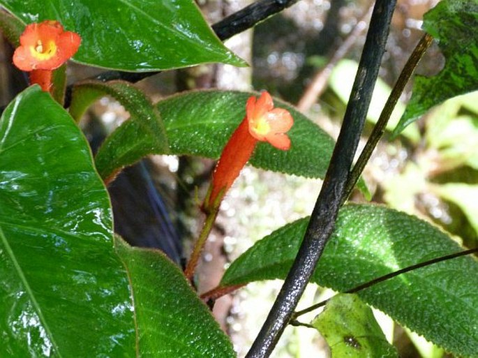 Nautilocalyx porphyrotrichus