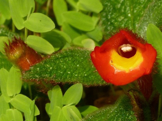 Nautilocalyx porphyrotrichus