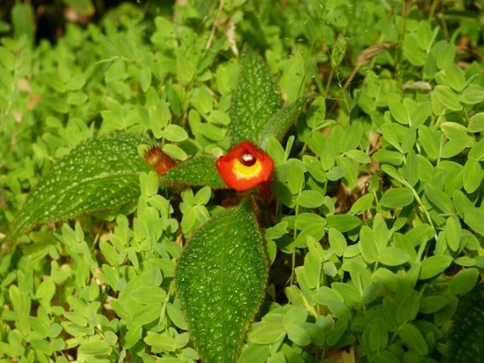 Nautilocalyx porphyrotrichus