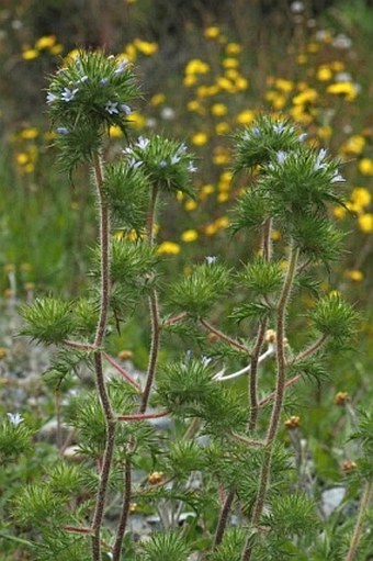 Navarretia squarrosa