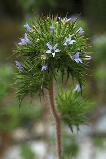 Navarretia squarrosa