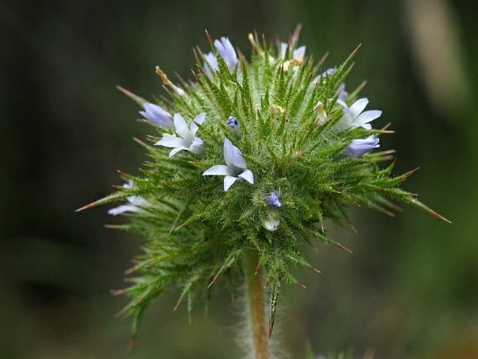 NAVARRETIA SQUARROSA (Eschsch.) Hook. et Arn.