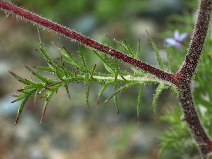 Navarretia squarrosa