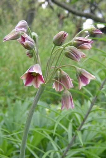 Allium siculum