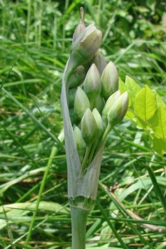 Allium siculum