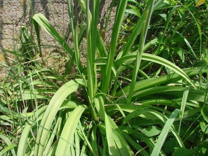 Allium siculum