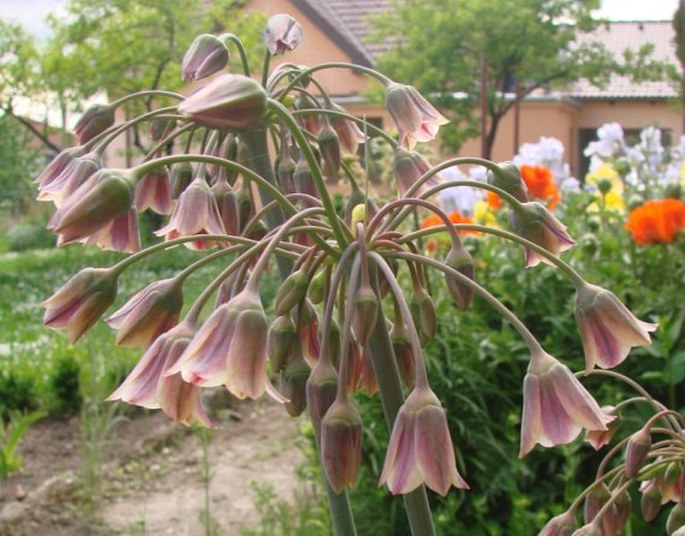 ALLIUM SICULUM Ucria – česnek / cesnak