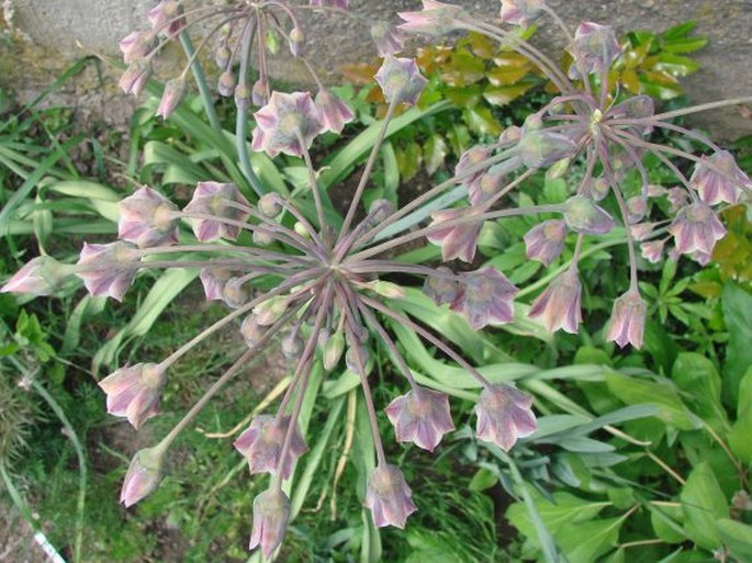 Allium siculum