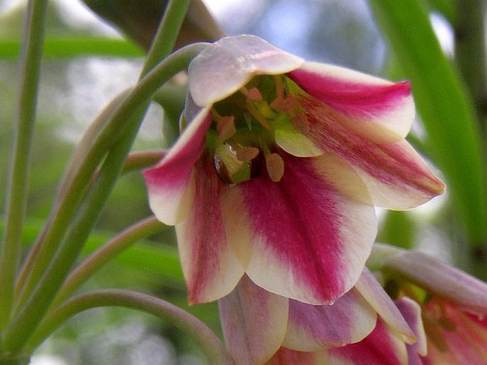 Allium siculum