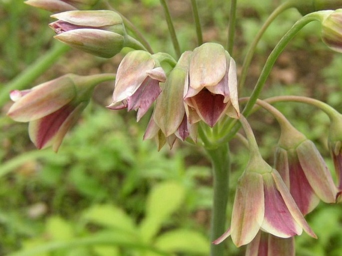 Allium siculum