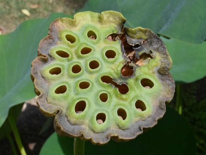 NELUMBO LUTEA (Willd.) Pers. - lotos