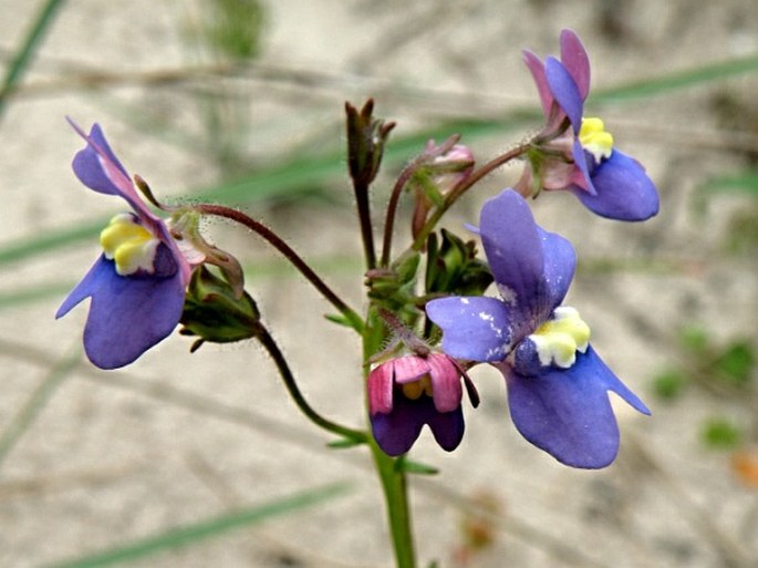 Nemesia affinis