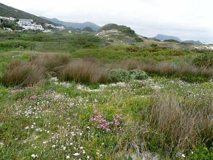 Nemesia affinis