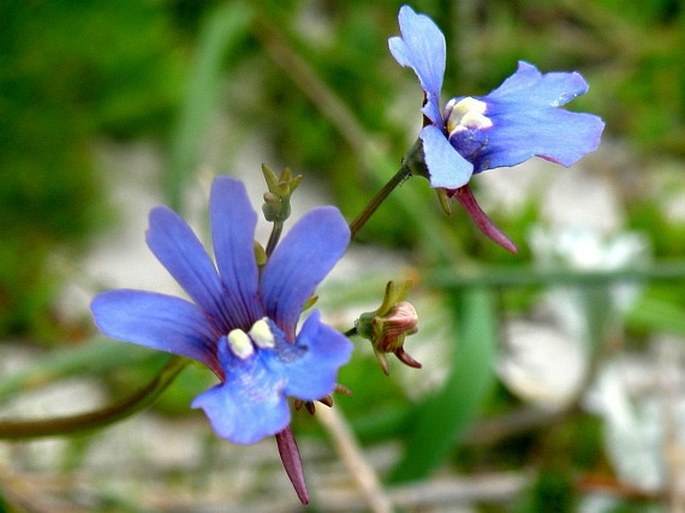 NEMESIA AFFINIS Benth. - hledíkovka