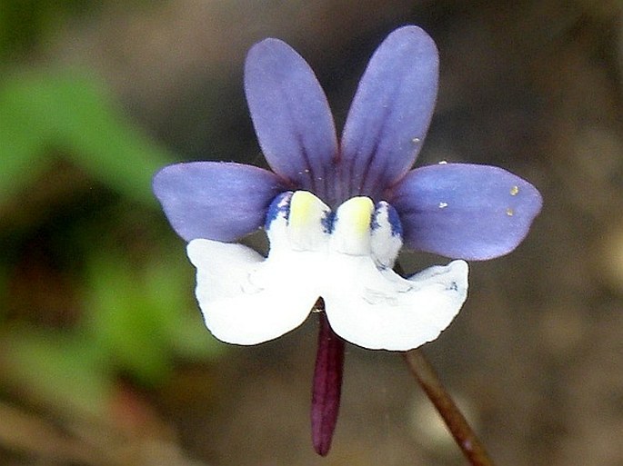 Nemesia affinis