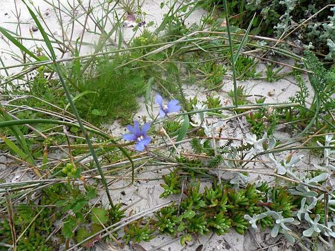 Nemesia affinis