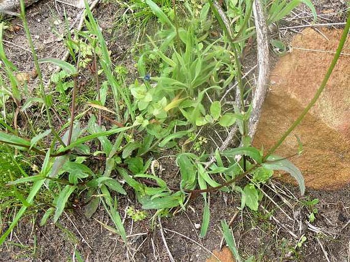 Nemesia affinis