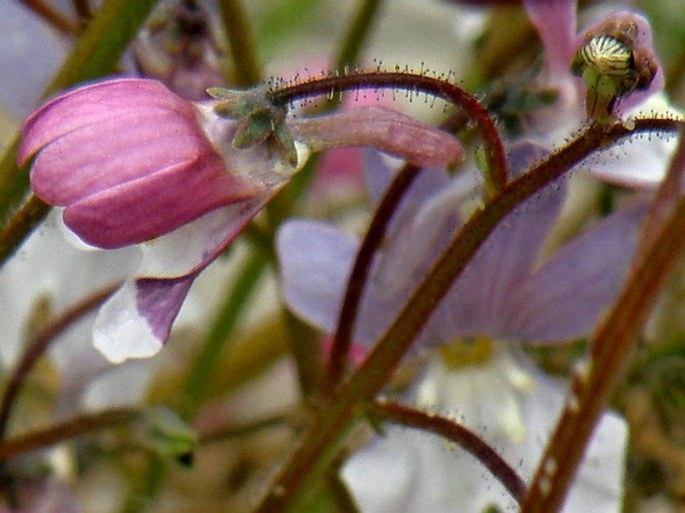 Nemesia bicornis